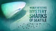 Searching For The Mystery Sharks of Seattle