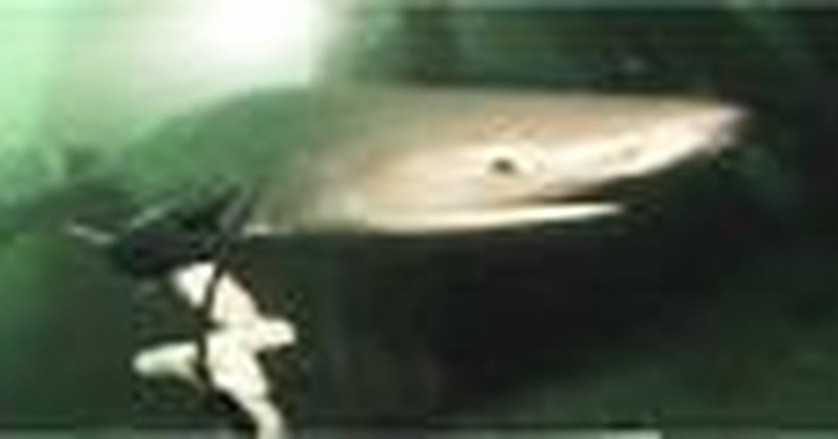 Sharks are a Mystery in Puget Sound Puget Sound Matters PBS