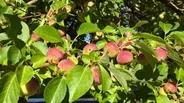 Wyoming Apple Project