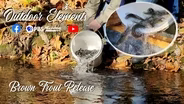 Brown Trout Release