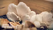 Mushrooms | Iowa Ingredient