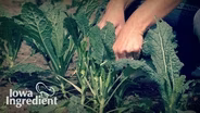 Kale | Iowa Ingredient