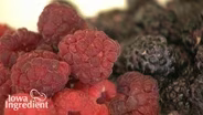 Raspberries | Iowa Ingredient