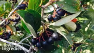 Aronia Berries | Iowa Ingredient