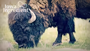 Bison | Iowa Ingredient
