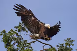 The Eagles of Decorah
