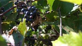 Video thumbnail: Wyoming Chronicle Wyoming Wine - Table Mountain Winery
