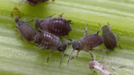 Video thumbnail: Backyard Farmer Aphid Mangement & Freeze Damaged Trees
