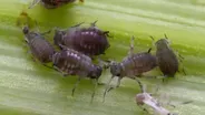 Aphid Mangement & Freeze Damaged Trees