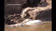 Extreme Fish Kill