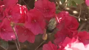 Azalea Festival