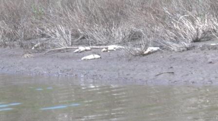 Video thumbnail: The Oklahoma News Report Fish Kill