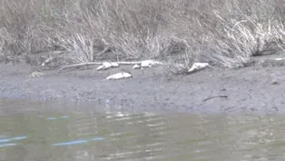Fish Kill