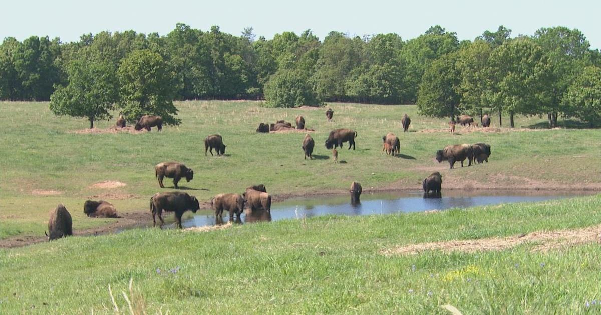 Bison in Oklahoma Season 4 Episode 444 ONR PBS