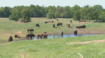 Video thumbnail: The Oklahoma News Report Bison in Oklahoma