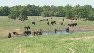 Bison in Oklahoma