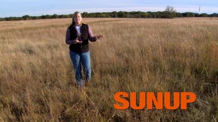Video thumbnail: SUNUP Fall and Winter Management of Native Grasses