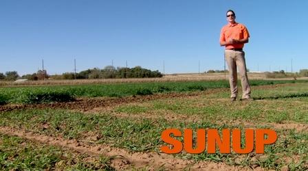 Video thumbnail: SUNUP Condition of Oklahoma's Wheat Crops