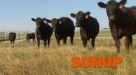 Video thumbnail: SUNUP Benefits of Grazing Cattle on Wheat