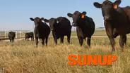 Benefits of Grazing Cattle on Wheat