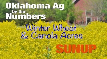 Video thumbnail: SUNUP Winter Wheat and Canola Production in Oklahoma