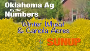 Winter Wheat and Canola Production in Oklahoma