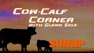 Adjusting Feed Levels for Cows During Cold Weather
