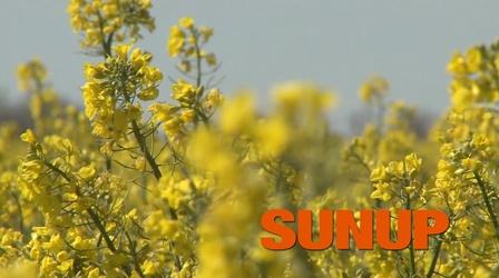 Video thumbnail: SUNUP Canola Helps Wheat