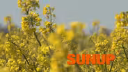Canola Helps Wheat