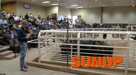Video thumbnail: SUNUP Preconditioned Calf Sales