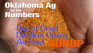 Distillers Grains as Feed