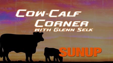 Video thumbnail: SUNUP How Body Condition Affects Rebreeding