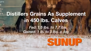 Distillers Grains