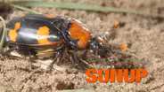 American Burying Beetle