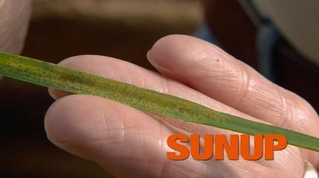 Video thumbnail: SUNUP Leaf Rust Damage on Wheat Crops
