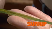 Leaf Rust Damage on Wheat Crops
