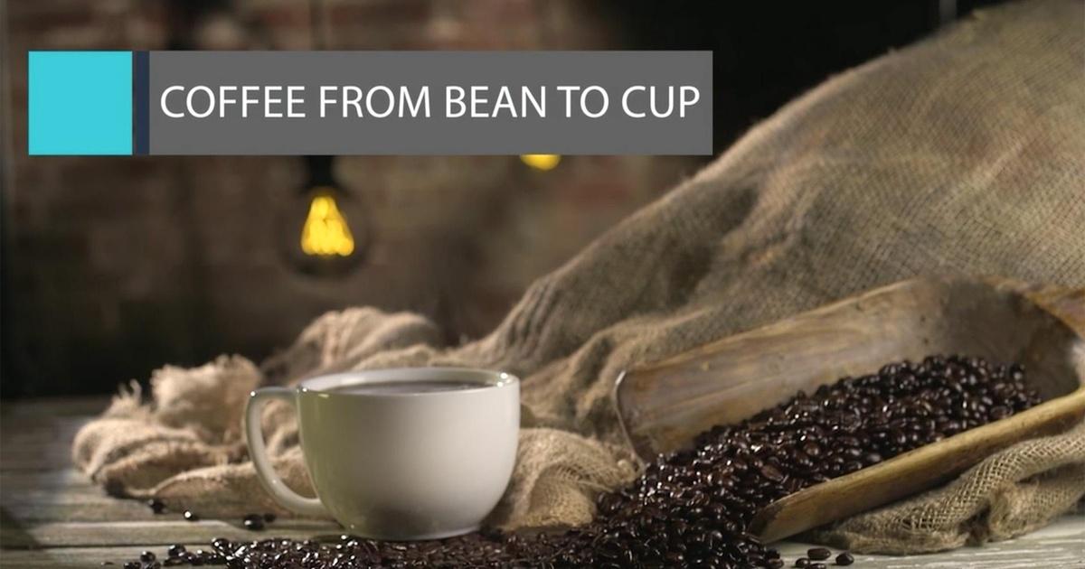Feast Tv Coffee From Bean To Cup Season 2016 Episode 9 Pbs Feast Tv Coffee From Bean To Cup Season 2016 Episode 9 Pbs
