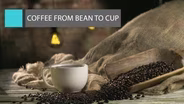 Coffee From Bean to Cup