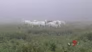 Wild Horses of Shannon County