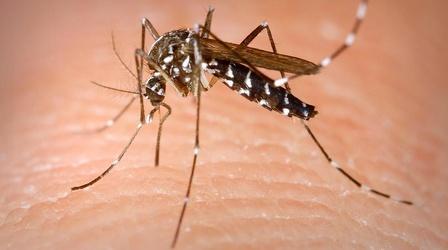 Video thumbnail: Insights on PBS Hawaiʻi What Do We Need to Know About Dengue Fever in Hawaii?