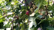 You Bet Your Garden Ep: 56