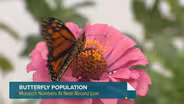 Monarch Butterfly Population Declining. What That Could Mean