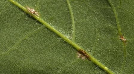 Video thumbnail: Backyard Farmer Anthracnose & Safe Tree Trimming
