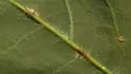 Anthracnose & Safe Tree Trimming