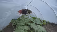 Giant Pumpkin