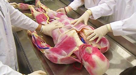 Video thumbnail: KLRN SciTech Now March 24, 2017 | Synthetic humans