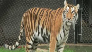 In-Sync Exotics: A Home for Wild Cats