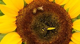 Video thumbnail: Central Texas Gardener Summer Annuals for Wildlife