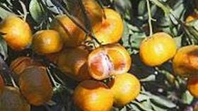 Video thumbnail: Central Texas Gardener Texas Superstar Plants and Designs