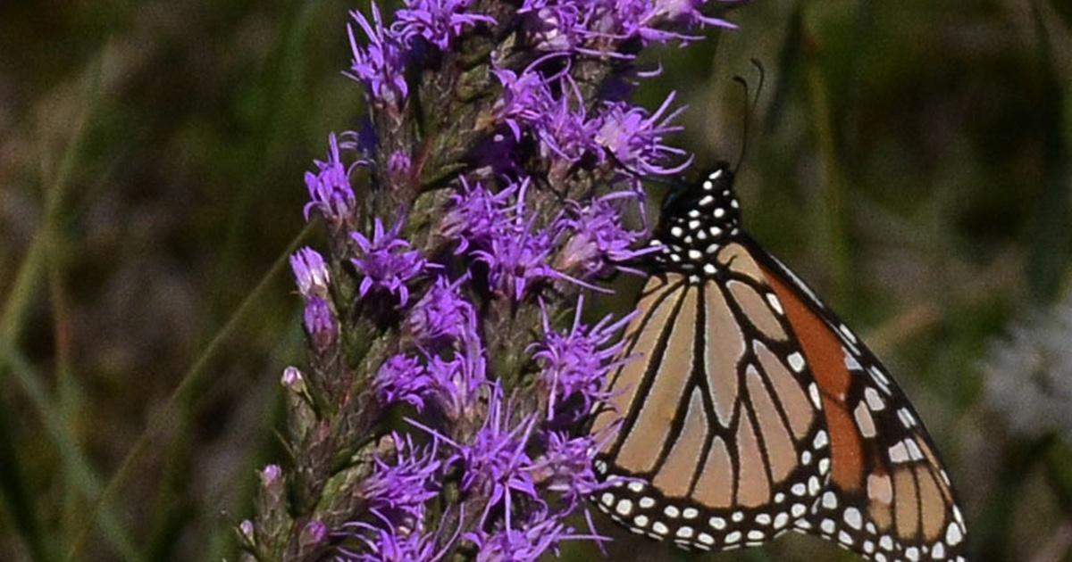 Butterfly Gardening by Color | Central Texas Gardener | PBS